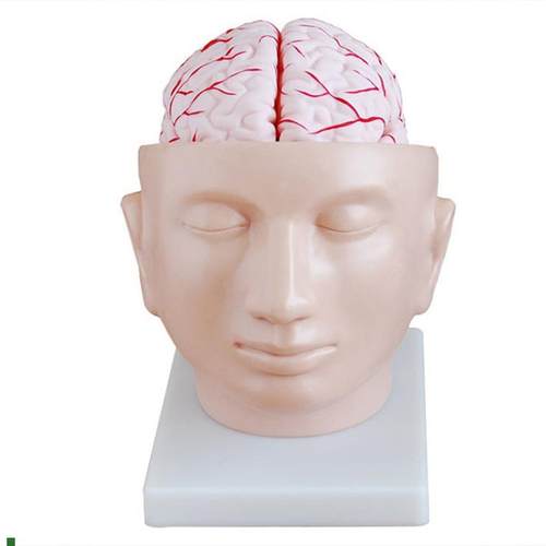 正品直销-头部附脑和u动脉模型大脑模型医学解剖模型包邮