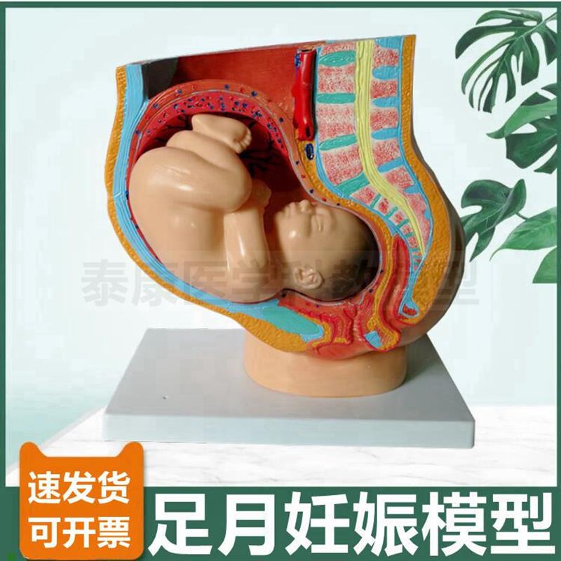 足月妊娠模型盆腔盆底子宫胎儿妇产科教学生殖月T子产后修复家政