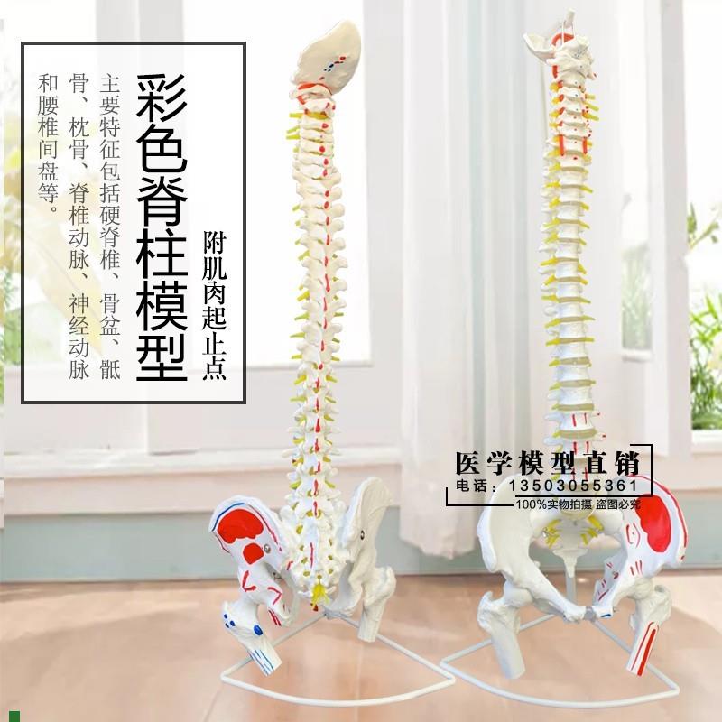 1:1人体脊柱模型成人正骨练习带颈椎腰椎椎O间盘彩色脊椎骨骼型模