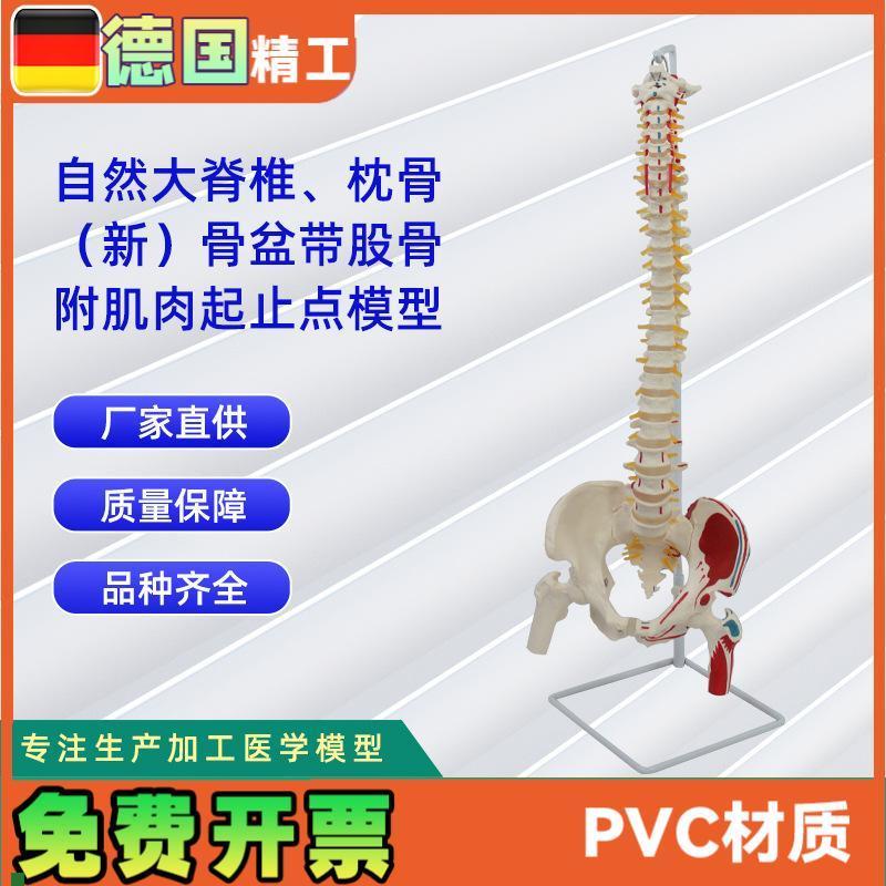 自然大脊椎带枕骨新骨盆带A股骨附肌肉起止点模型教学模型
