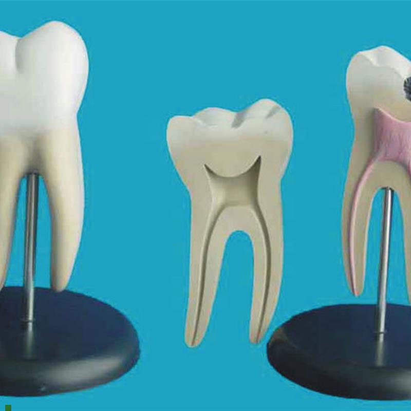 包邮人体口腔牙齿模型牙科教J学医用展示讲解教具