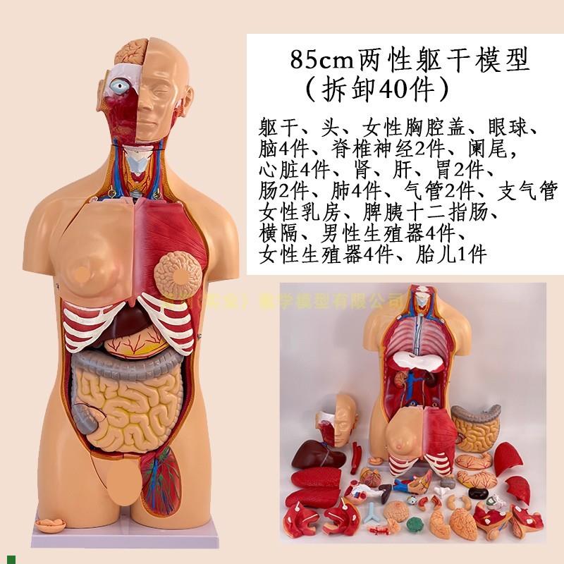 高级成人人体躯干附内脏可拆装模型40件人体内脏解S剖模型85CM高