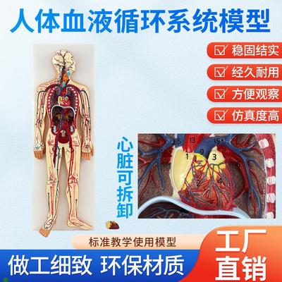 人体血液循环系统模型内脏心脏器官血管解剖模P型医院学校教学教