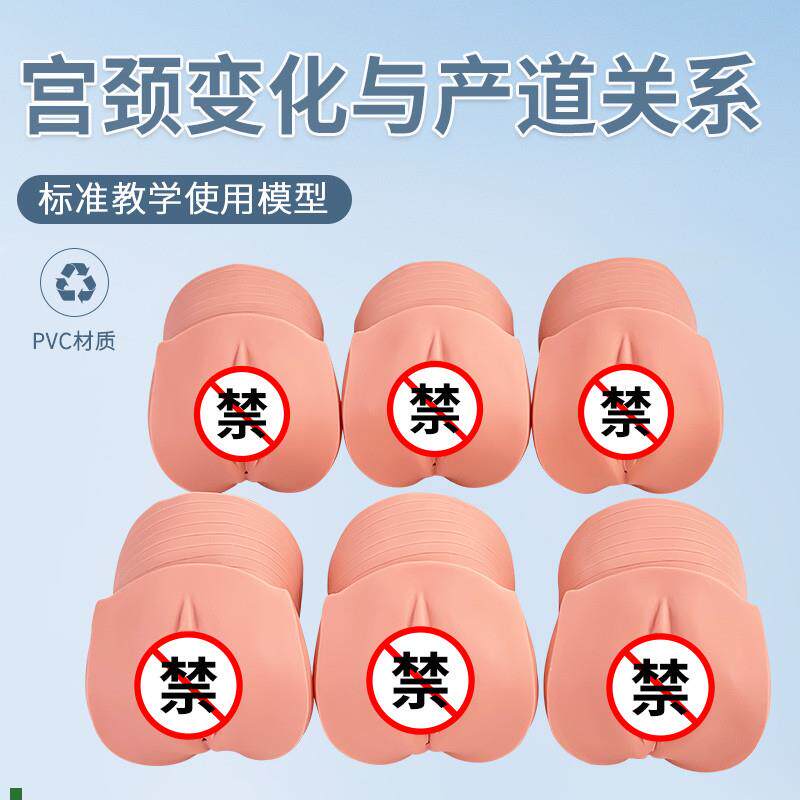 产前宫颈变化与产m道关系模型妇科检查计划生育医学示教模型