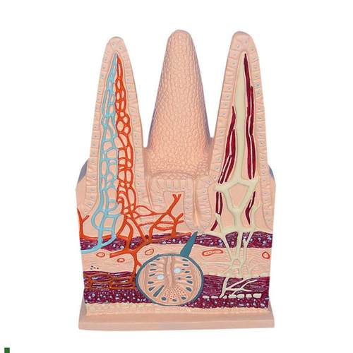 人体肠绒毛模型毛细淋巴血管静脉解剖切面中学生物Y教仪医用医学