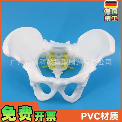 小型女性骨盆妇科检查模型骨盆标本骨K盆演示模型女性盆骨模型