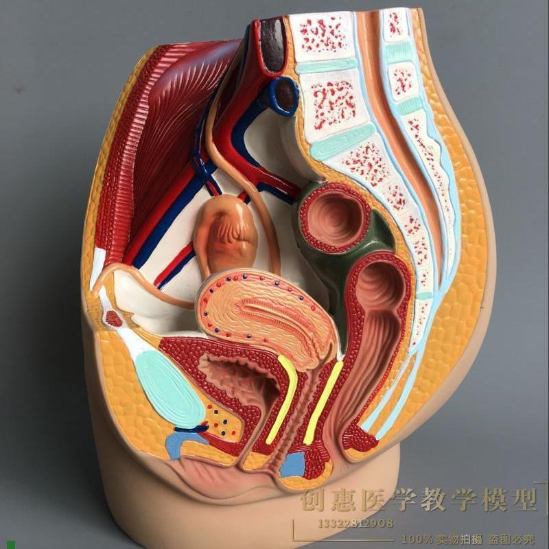 正品女性盆腔g解剖模型生殖泌尿子宫妇科盆腔模型骨盆模型矢状模