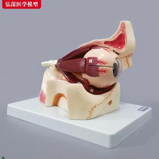 眼球模型眼眶放大眼外肌解剖眼睛肌肉视神经眼部结构教.学模具教