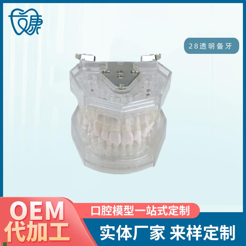 口腔教学牙齿模型牙科可拆卸28备牙模型练习软牙V龈28颗树脂牙