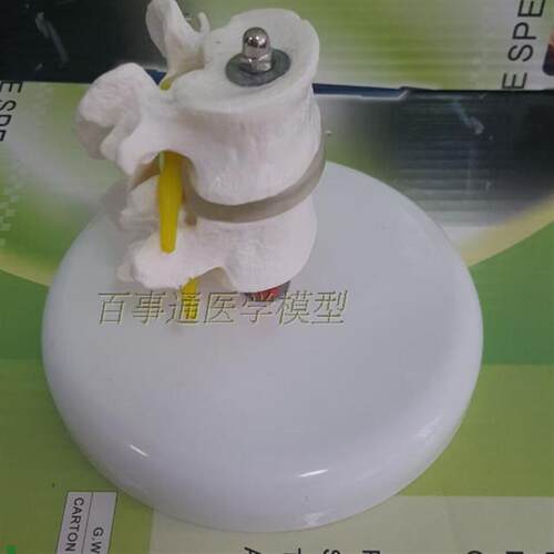 人体模型2e节腰椎带椎间盘神经医用教具教学模型人体骨骼模型