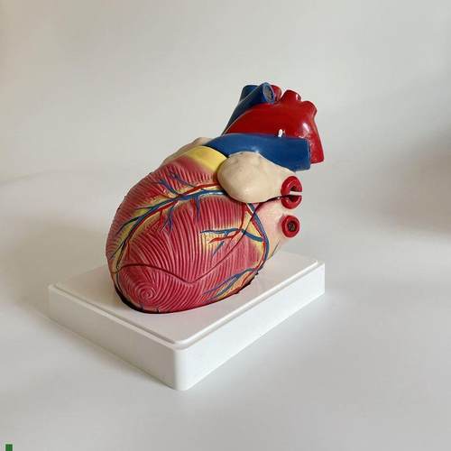 3倍大心脏模型人体n心脏教具医用仿真内脏标本心血管三尖瓣心房室