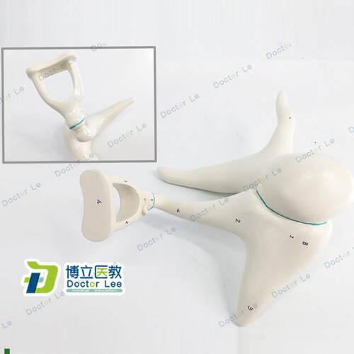 人体内耳听小骨及鼓膜放大模型A耳鼻喉科医患沟通教具医用解剖教