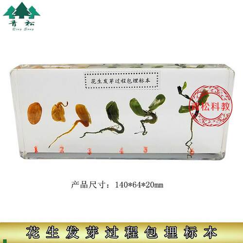 教学人工琥珀中小学教材本认知玩具生物教学包R埋花生发育生长标