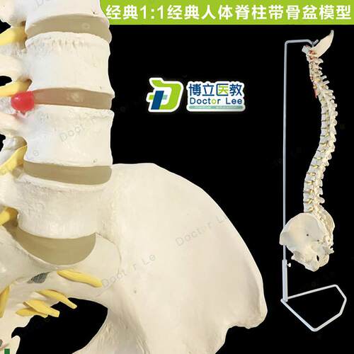 1:1人体脊柱模型成人正骨骨科带颈G椎腰椎椎间盘脊椎骨骼型模