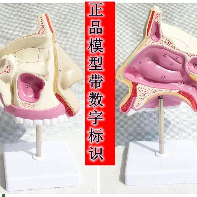 鼻腔解剖模型耳鼻喉科医用模型鼻腔模型鼻子模型X口鼻结构模型