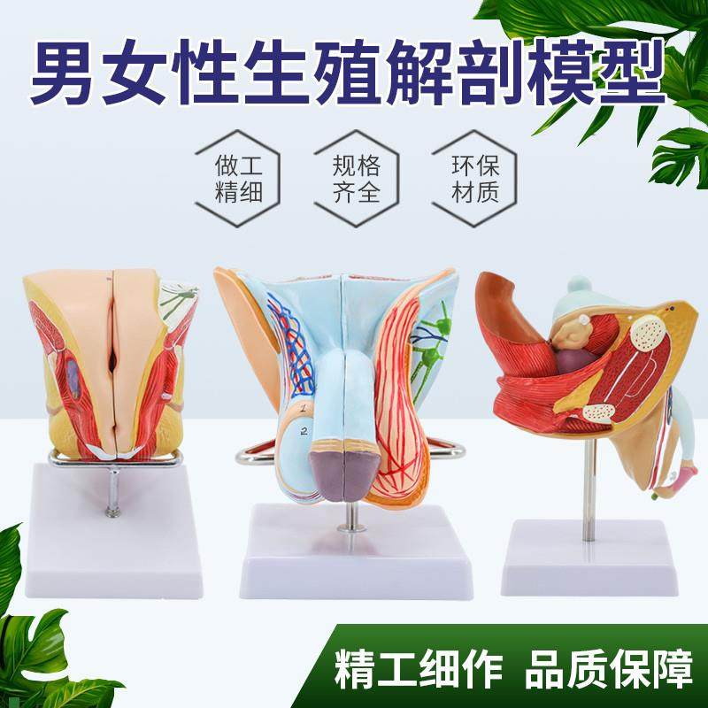 男性生殖系统模型可拆4部w件男性生殖层次解剖睾丸计划生育教学