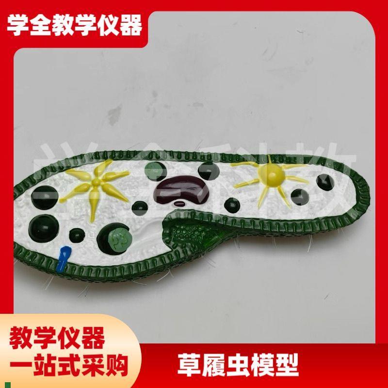 草履虫模型初高中学生物教学演示B实验器材模型教具草履虫解剖模