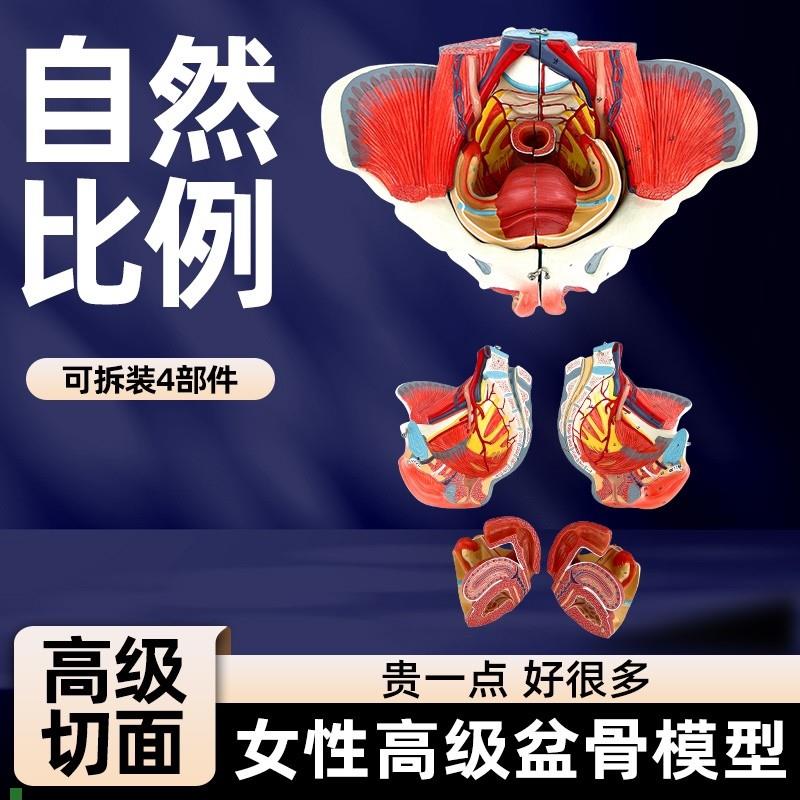 女性骨盆模型盆底肌带生殖器血管神经肌肉子宫R人体解剖教学骨盆