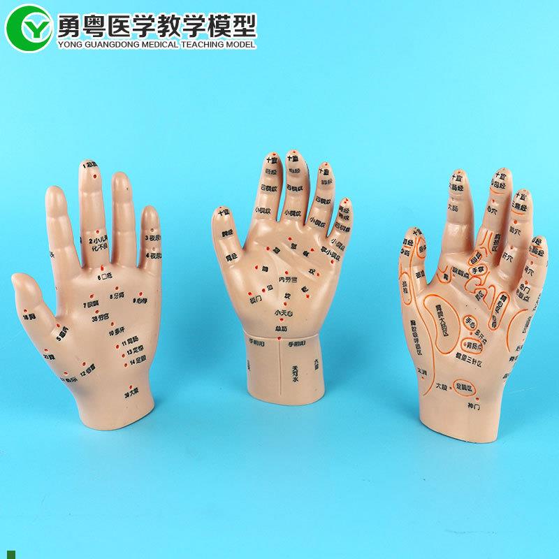 人体手部针灸穴位按摩反射小儿推拿J教学演示模型3只一套