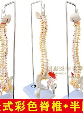 人体脊柱模型45CMo医学正骨练习骨骼模型颈椎腰椎脊椎骨架模型关