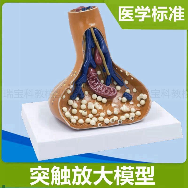 突触模型神经元l细胞脊髓横断面脊神经根胞体树突髓鞘医用