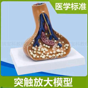 突触模型神经元l细胞脊髓横断面脊神经根胞体树突髓鞘医用