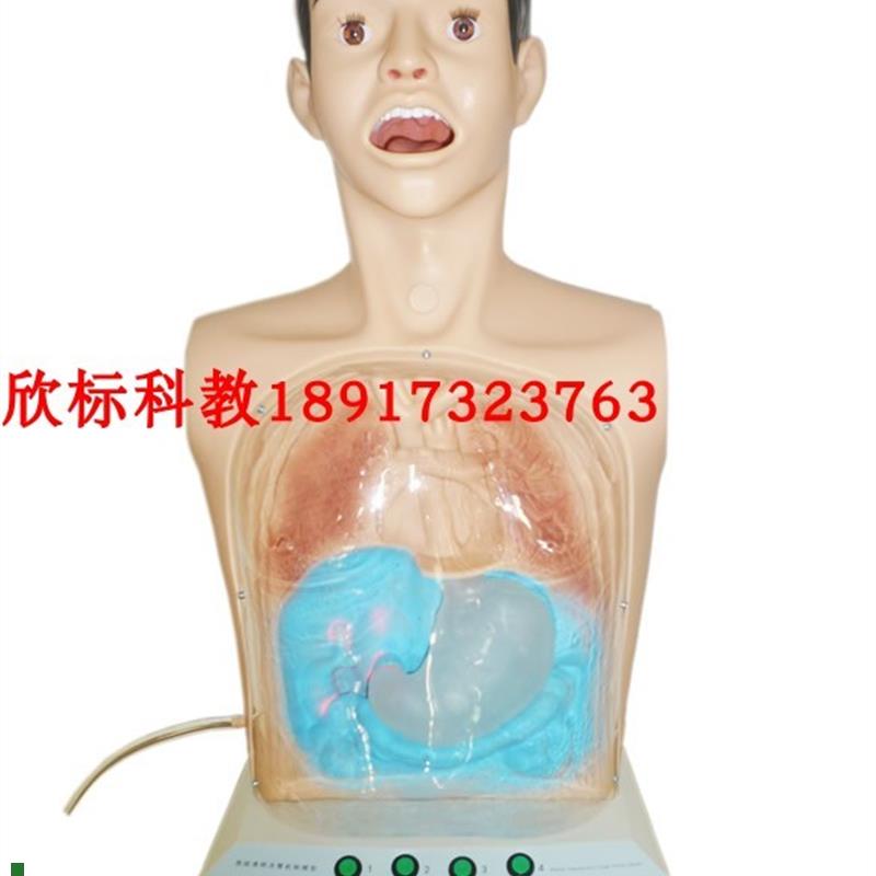 半身透明洗胃模型多功能洗胃人体K模型胃肠减压训练模型