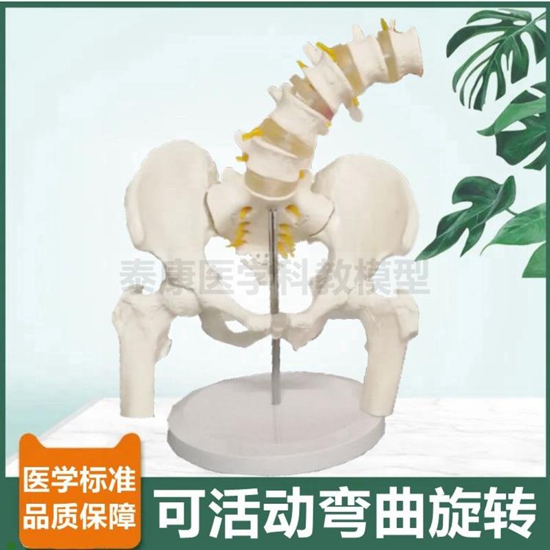骨盆模型可活动h旋转耻骨联合骶髂关节股骨头人体腰椎前后弯曲侧