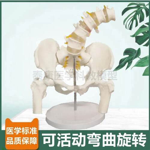 骨盆模型可活动h旋转耻骨联合骶髂关节股骨头人体腰椎前后弯曲侧