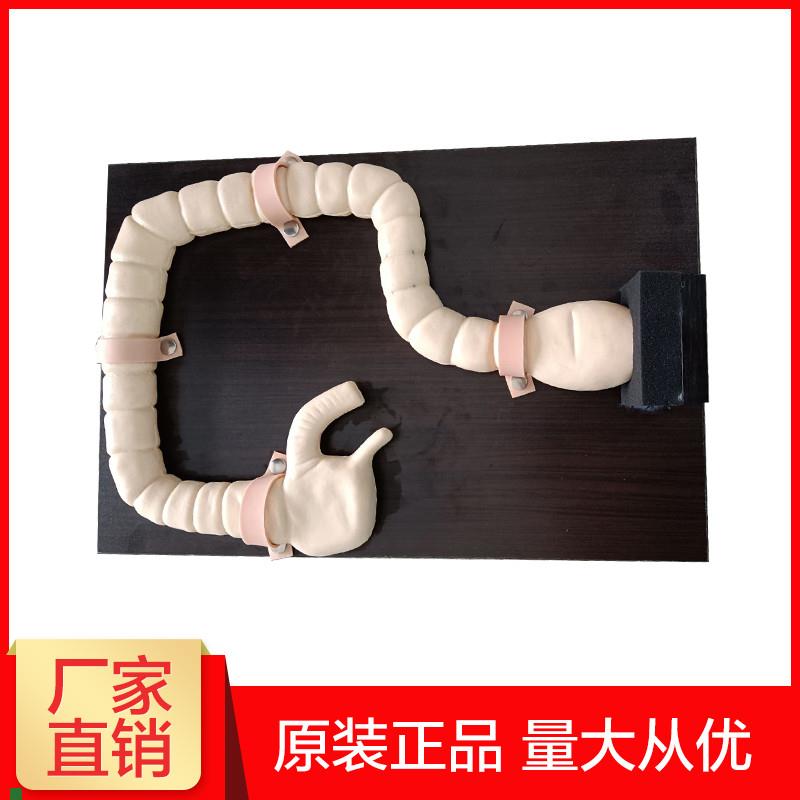 乙状结肠镜检查模型肠检查演示教学训练模型大.肠病变示教