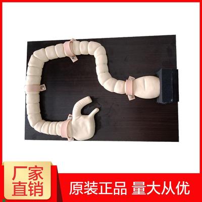 乙状结肠镜检查模型肠检查演示教学训练模型大.肠病变示教