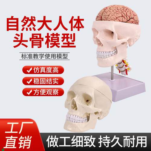 教学仿真1e:1自然大头颅骨标本人体头部骨骼解剖仿真骷髅标准头骨