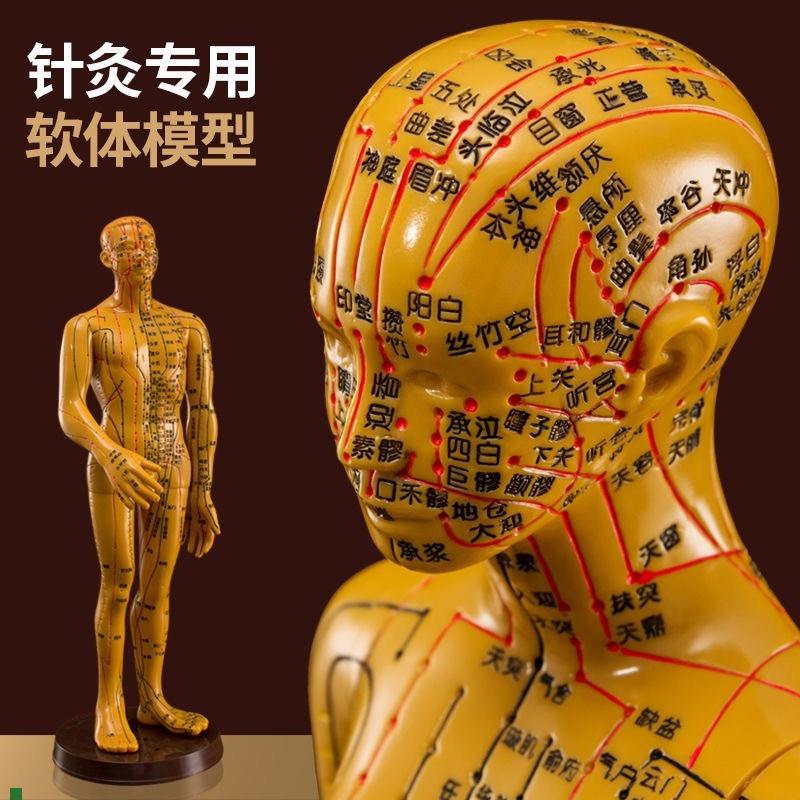 针灸穴位人体模型人全身中医v十二经络小皮人经络图穴位模特可扎