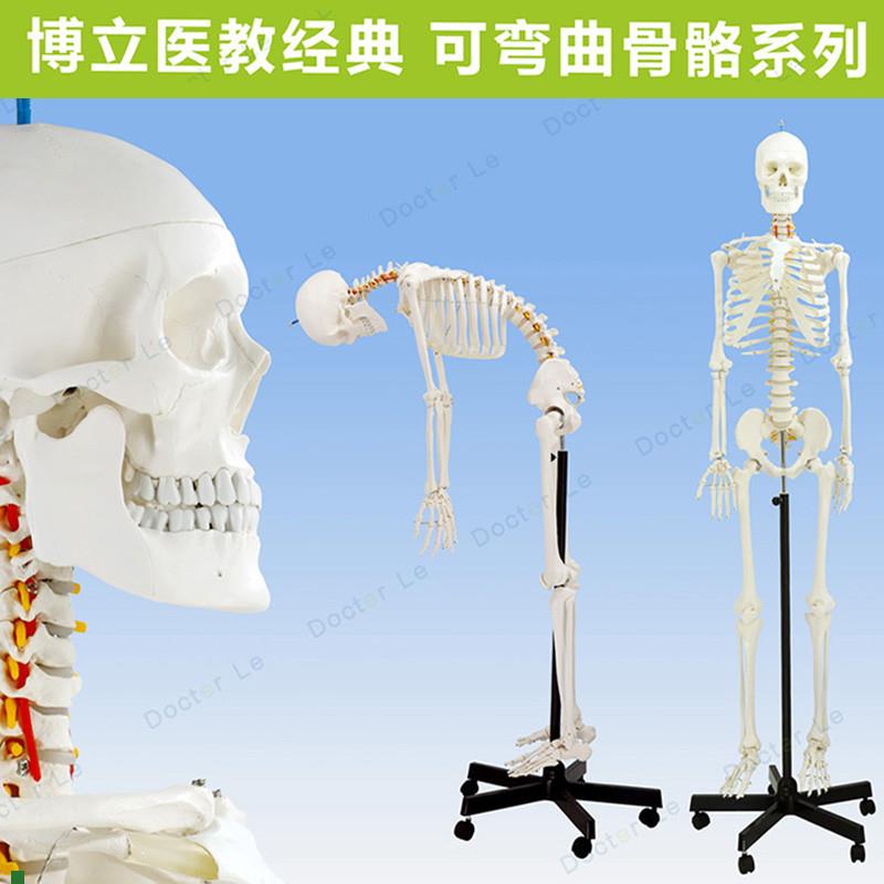 专业170cm人体骨骼骨型可活A动教学模型骨架模型可拆卸正骨瑜伽
