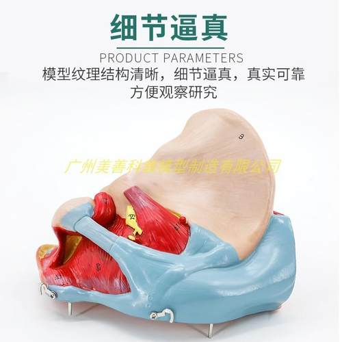 女性骨盆附盆底肌和神经血管带腰椎盆骨生殖器W解剖骨盆模型