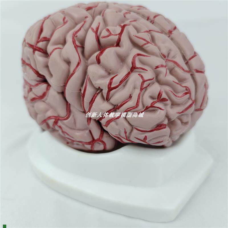 可拆卸成人脑解剖(八件)模型人体脑模脑血管器T官医用学玩具教学