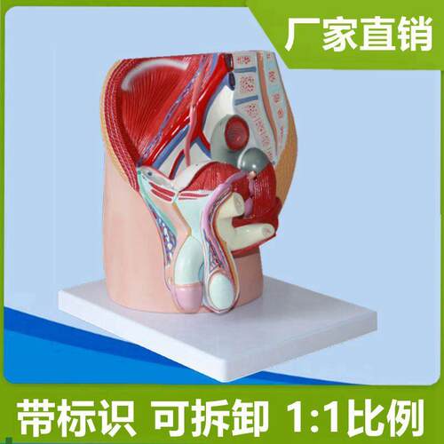 男腹腔模型1:1比例盆腔内脏泌尿生C殖系统1:1仿真男科教学医用立
