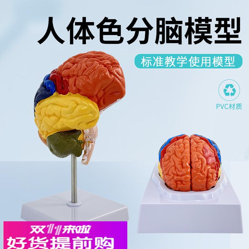 脑模型 脑功能区域色分模型 人体大脑解剖模型 脑构造 脑结构模型