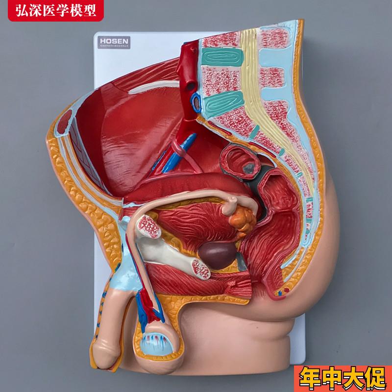 男性生殖系统模型人m体矢状解剖面结构造骨盆腔医学示教学模具玩