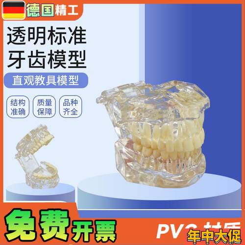 德国PNT-OR14透明标准牙齿x模型牙齿模型口腔教学模型28颗牙科模