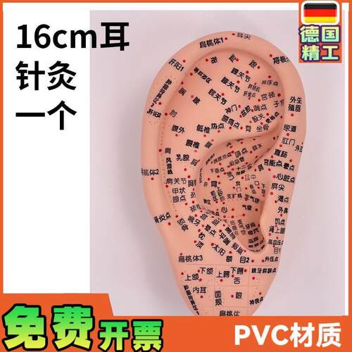 超清晰多穴位刻字耳穴模型耳部x针灸穴位模型耳朵耳廓按摩理疗16c