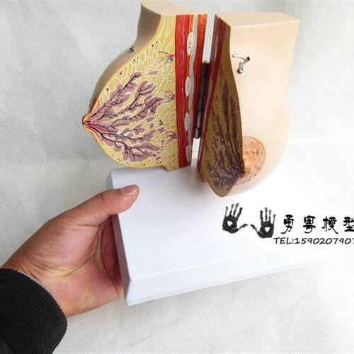 未孕女性静止期女性乳房s模型 乳房解剖模型丰胸乳房美容 妇科模