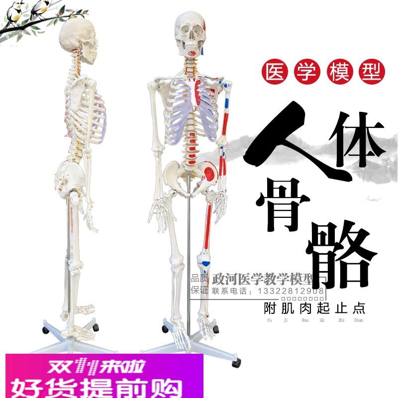 厂家直销人体骨骼模型170cm 半边肌肉着色医用大骨架模型