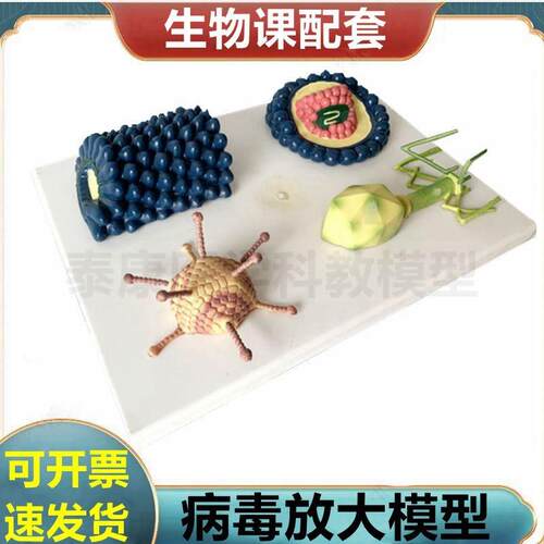 病毒模型 生物课展示 腺病毒 冠状病毒 杆状病毒R 噬菌体 细菌模