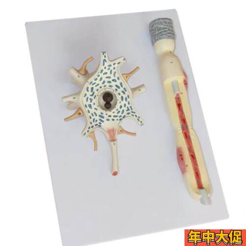 人体自主a神经元胞体和神经纤维结构放大解剖模型医用大脑解神经