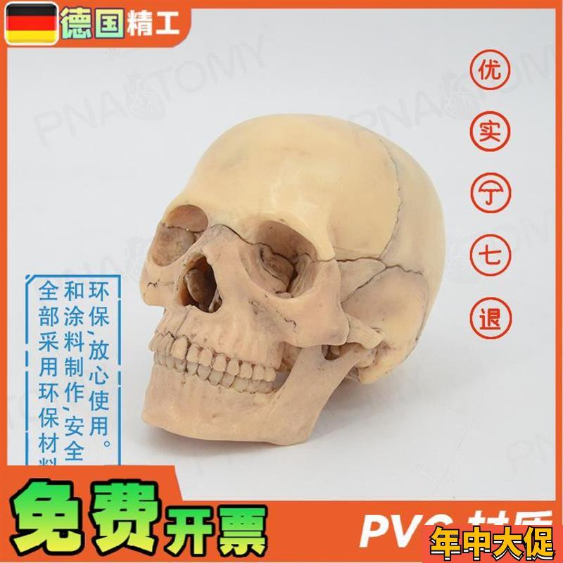 德国】颅骨小骷h髅头模型仿真人头骨原色可拆卸15部件美术临摹素