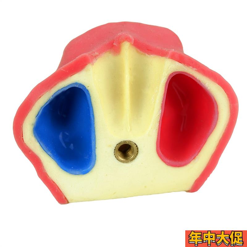 ENOVO口腔牙科种植练习实训操作模型上颌骨带Q上颌窦提升练习模型