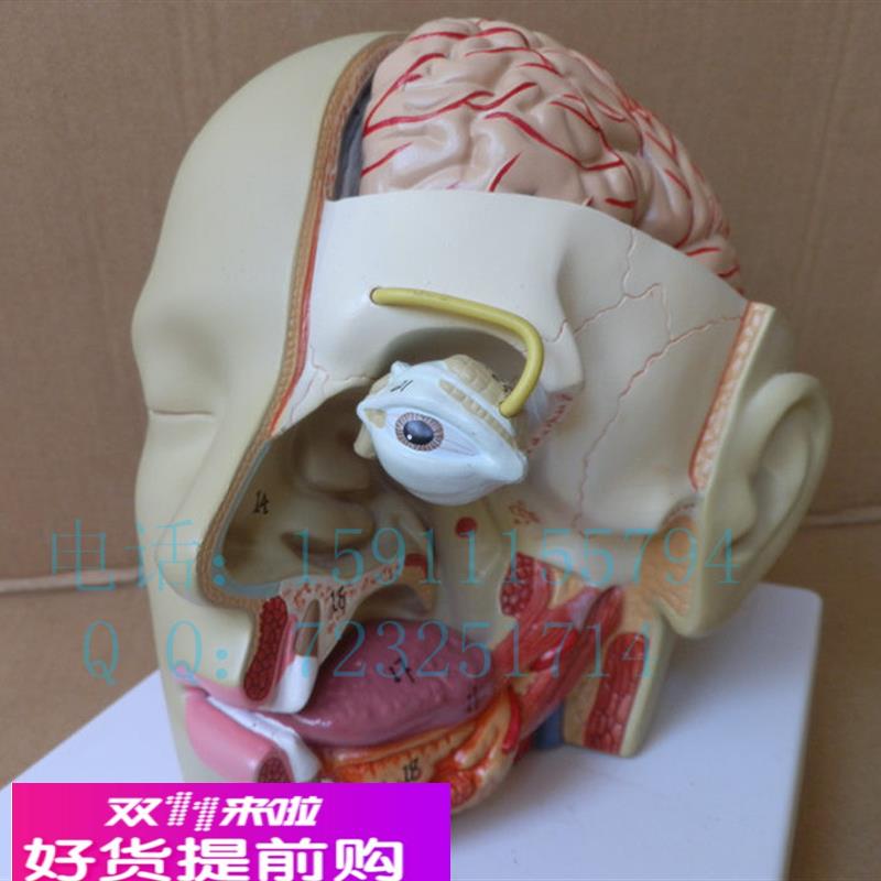 出口型人体头部解剖模型头带脑模型耳鼻喉模型口腔模型