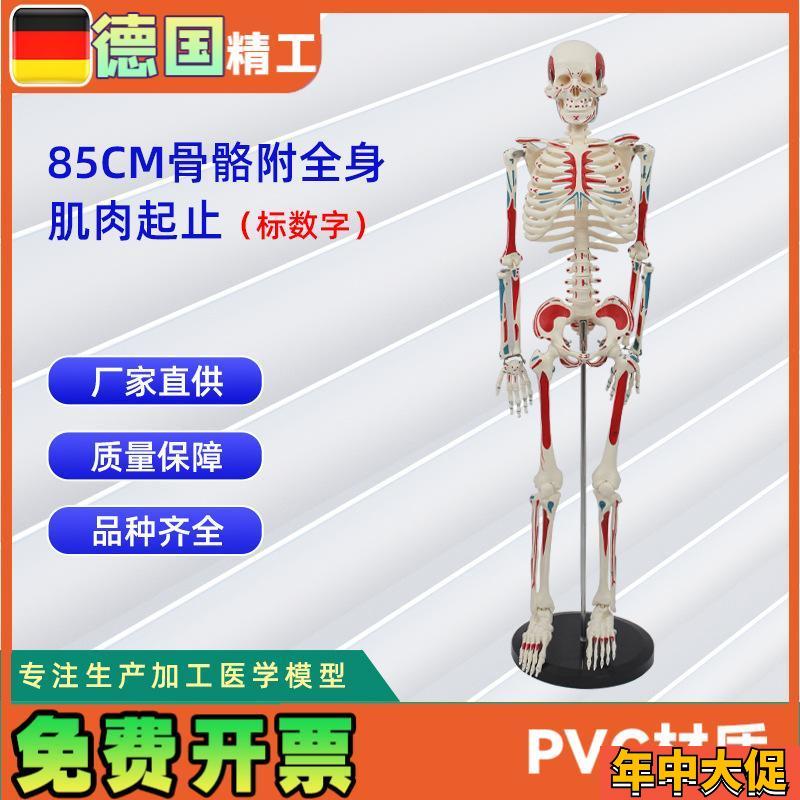 85CM附全身肌肉起止点骨骼标数字人H体脊柱模型仿真小白骷髅标本
