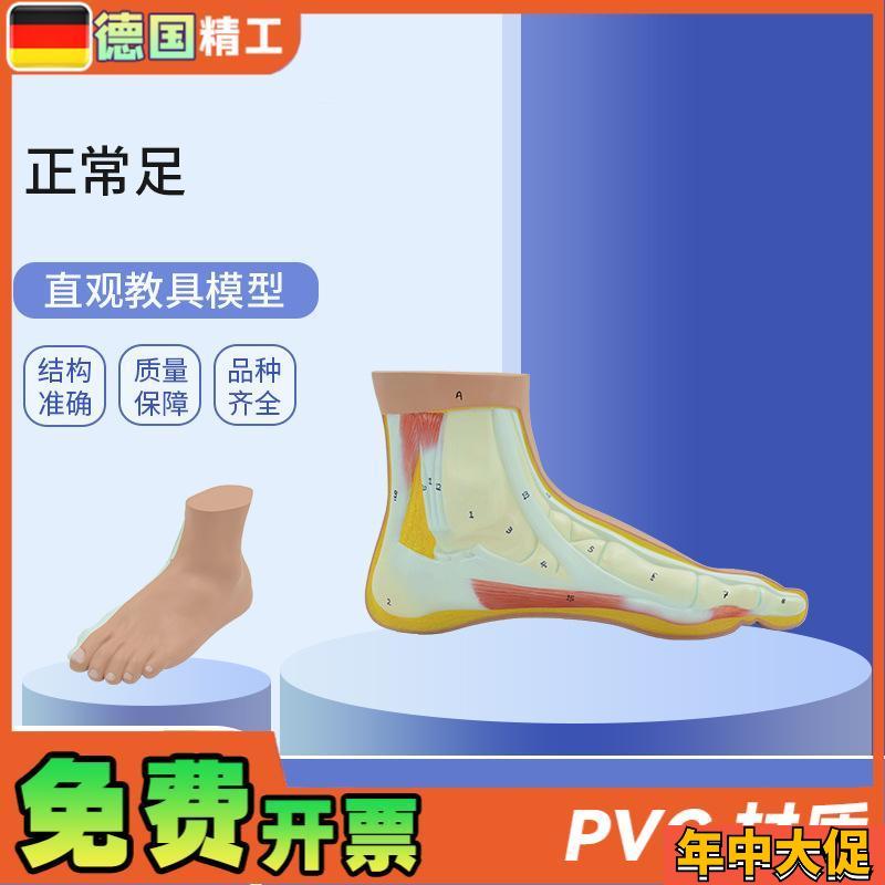 德国】PNdT-0729正常足教学模型正常足部模型仿真脚模型韧带展